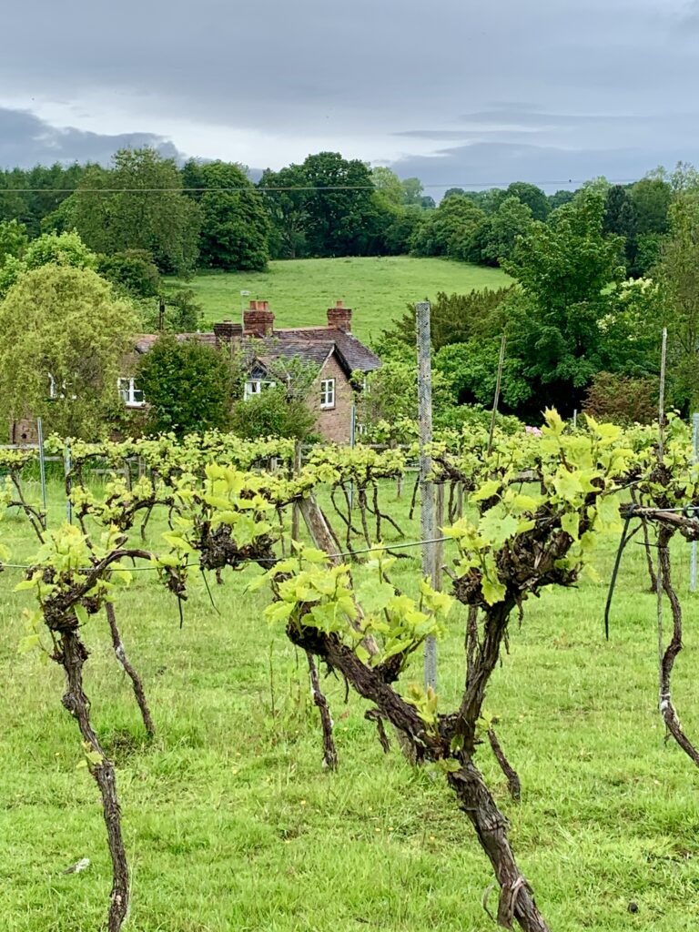 Ludlow vineyard