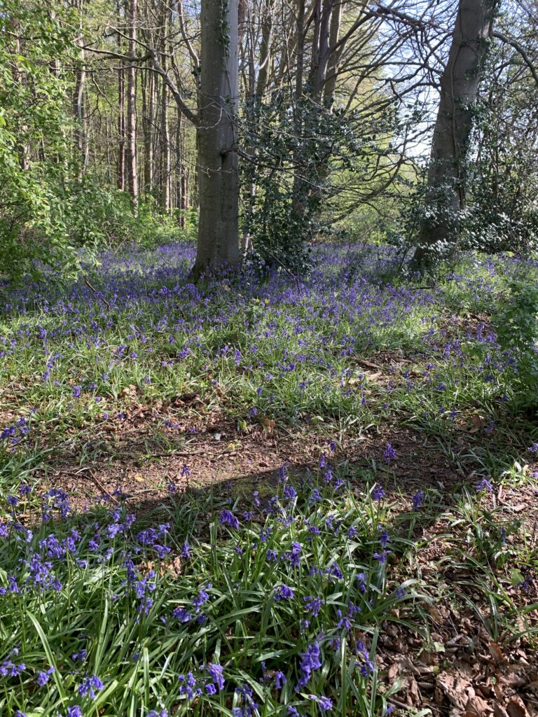 Bluebell walks in Shropshire