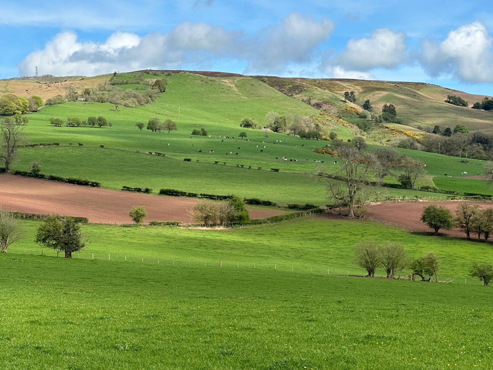 Green fields and hills in the Shropshire countryside