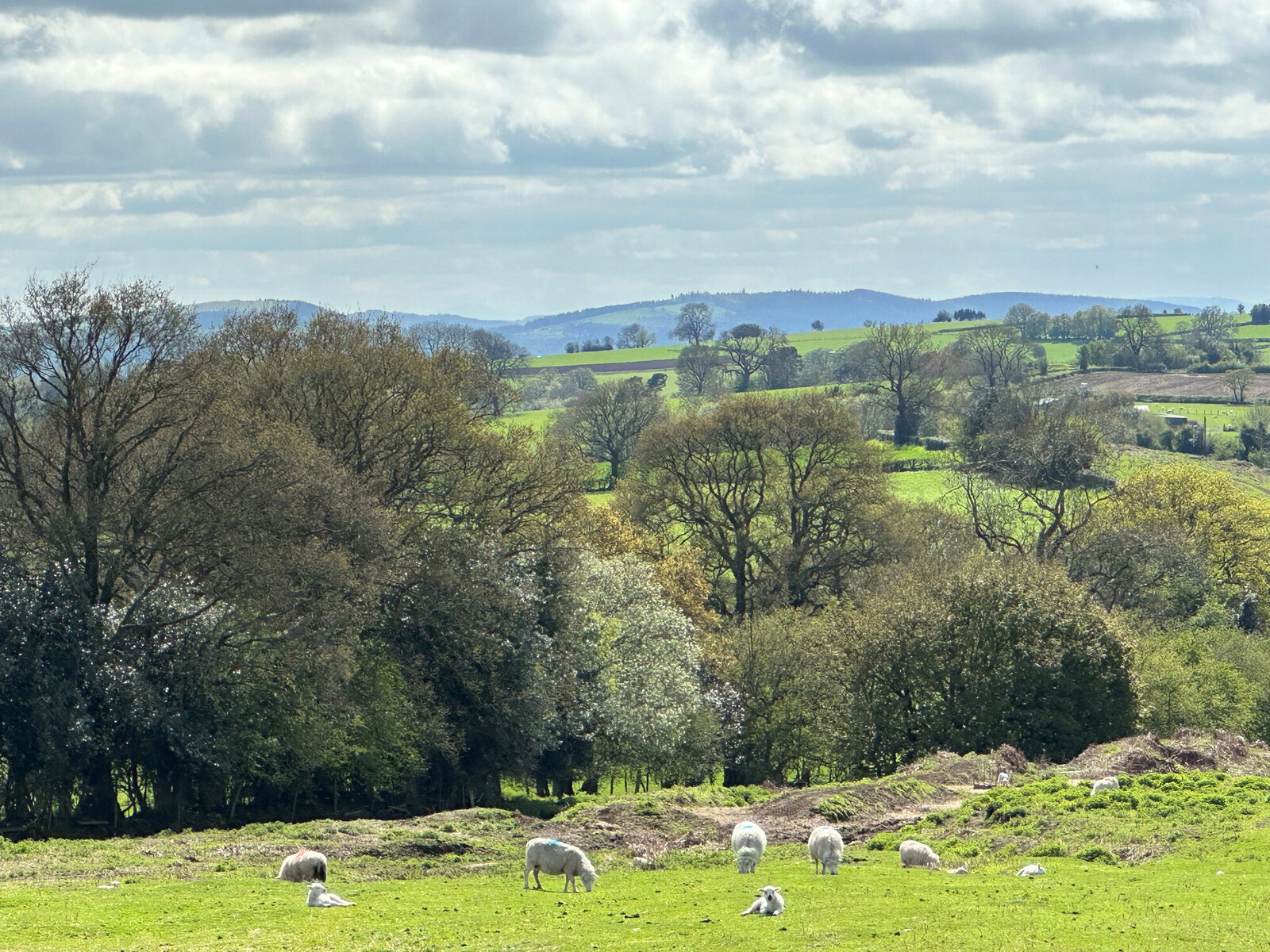 View across the Shropshire Hills near St Milburga Chapel